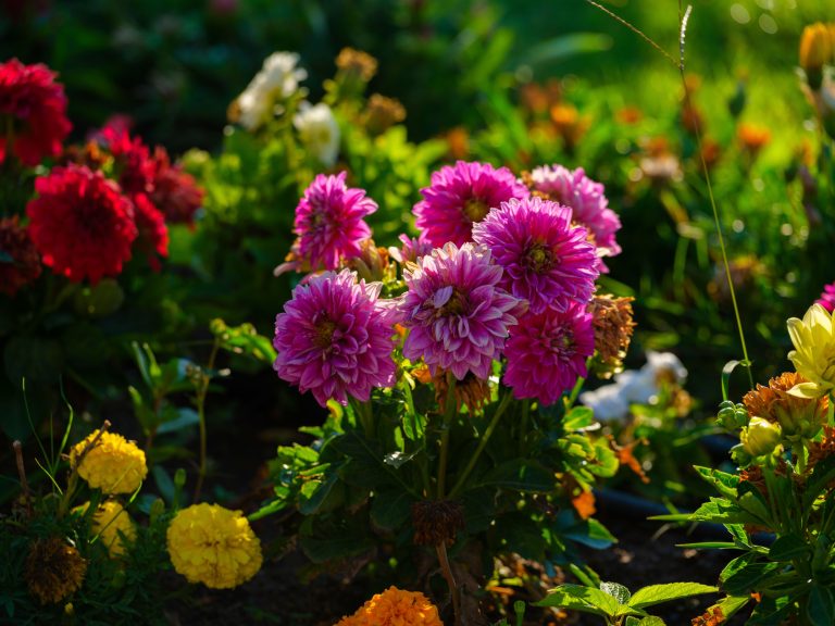 A bouquet of garden dahlias — what does the Bible say about kindness