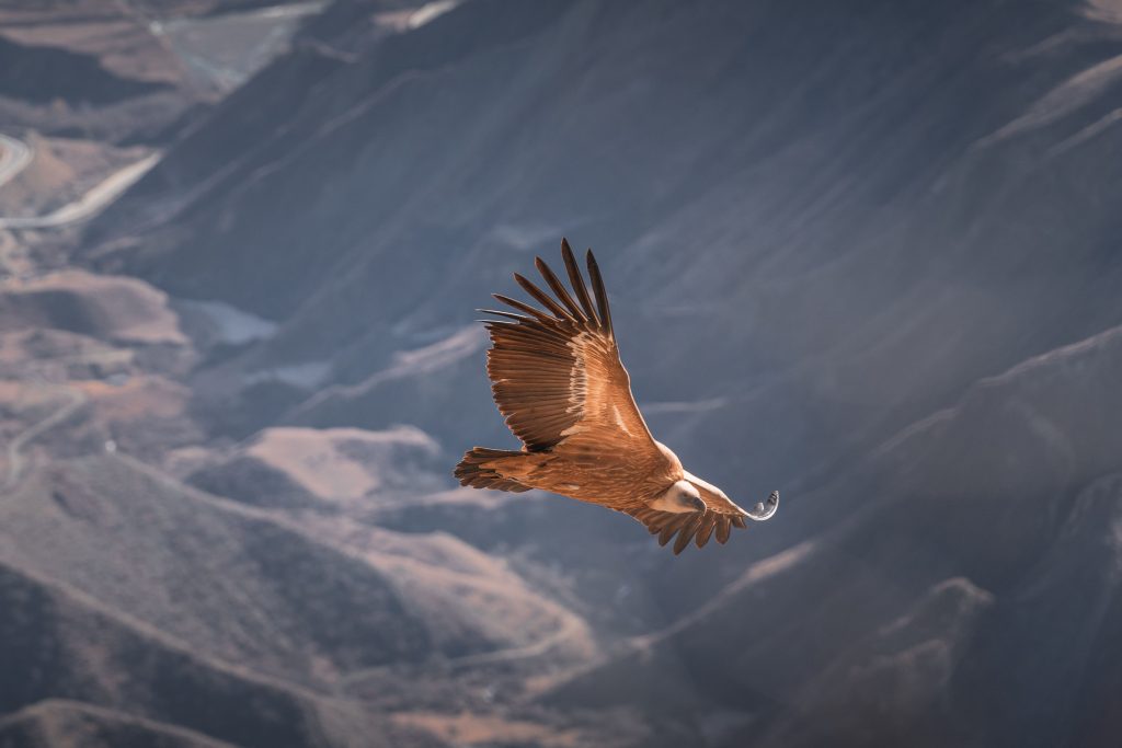 An eagle soaring against an open sky — what does the Bible say about unanswered prayers