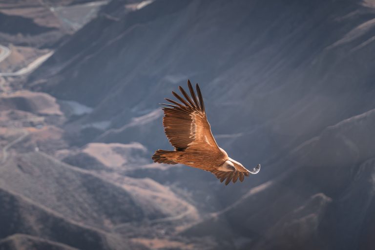 An eagle soaring against an open sky — what does the Bible say about unanswered prayers